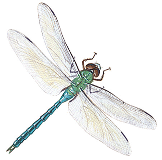 dragonfly-info0